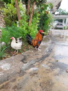 Milli flower male bantam zero size with white female English game