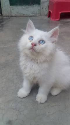 Persian female kitten for sale 0