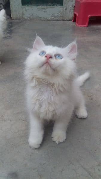 Persian female kitten for sale 5