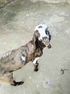 bakri