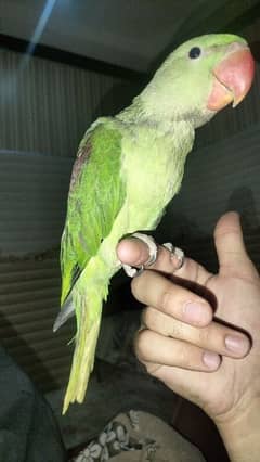 kishmiri raw parrotsale Full friendly hand tame need money urgent sale