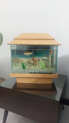 Fish Aquariam with 3 Fishes