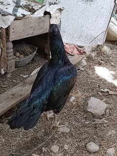 Black aseel hen for sale 0