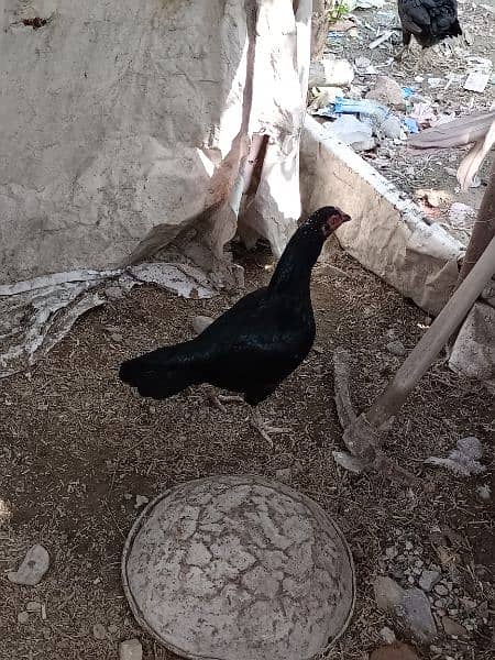 Black aseel hen for sale 1