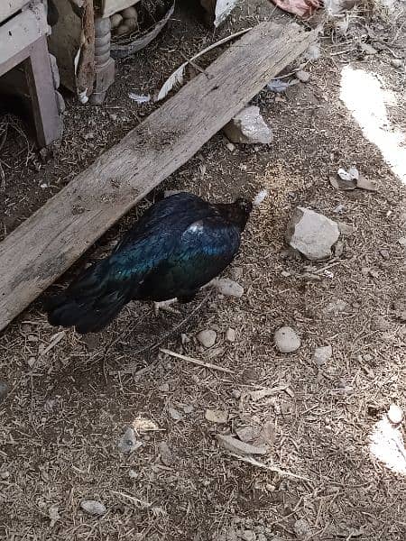 Black aseel hen for sale 2