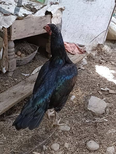 Black aseel hen for sale 3