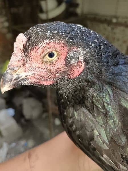 Black aseel hen for sale 4