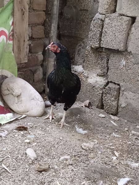 Black aseel hen for sale 8