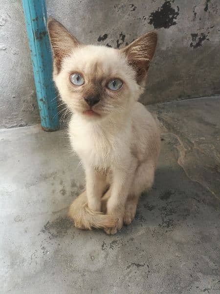 siamese 1