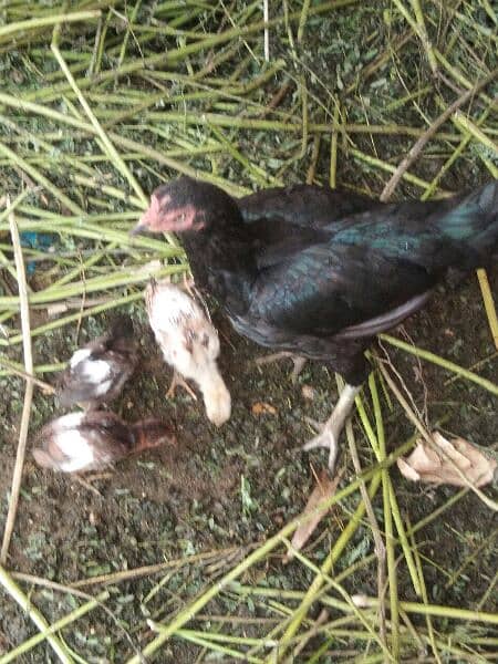 pure aseel hen with three aseel chicks 1