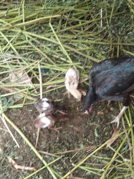 pure aseel hen with three aseel chicks 2