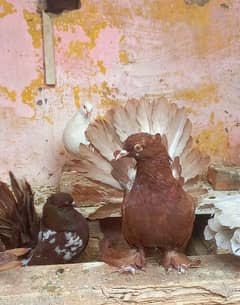 American Fantail Quality Birds