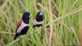 Tri coloured Munia