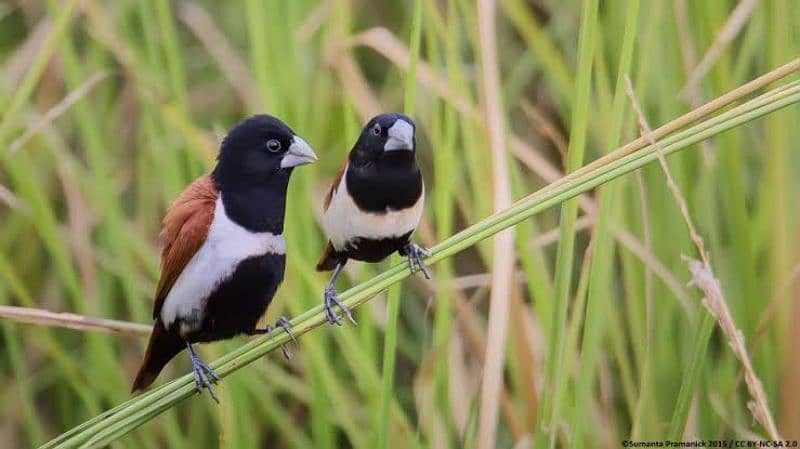 Tri coloured Munia 0