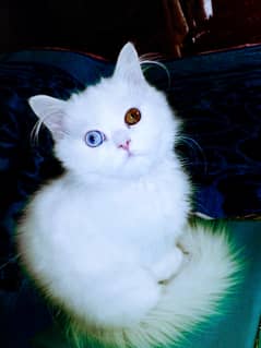 Persian odd eyes male 0