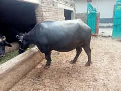 buffalo for sale 0