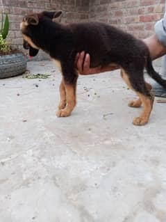 German Shepherd puppies for sale