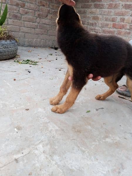 German Shepherd puppies for sale 1