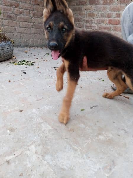 German Shepherd puppies for sale 2