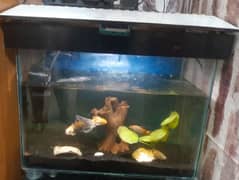 Aquarium with powermotor