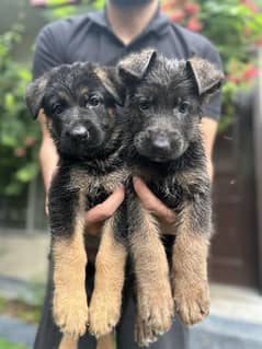 German Shepherd puppy | puppy| German Shepherd | Dog For Sale | GSD