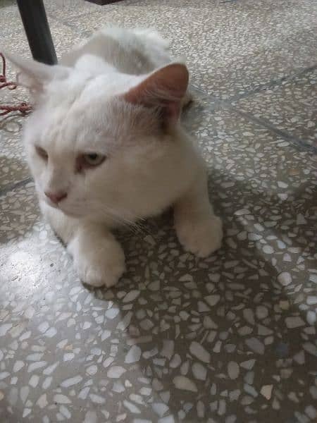 white Persian male cat 1