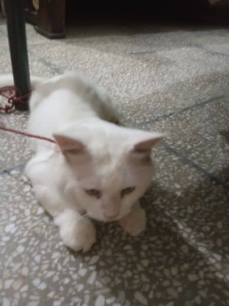 white Persian male cat 2