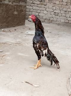 for sale aseel lasani patha age1.5year vip male mushka lakha 0