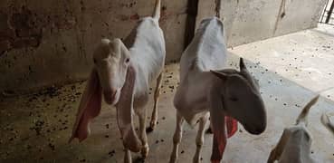 Pair of pure Rajanpoori Goat