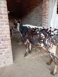 cow for sale asil