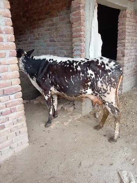 cow for sale asil 1