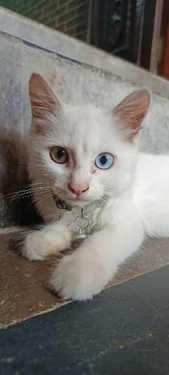 Russian cat odd eyes