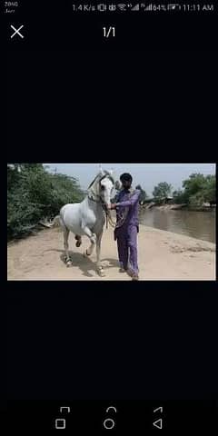 ghore (horse) sambhalny k liay mulazim ki zarurat hai 0