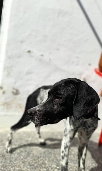 English Pointer pair  pedigree parents imported bloodline 4