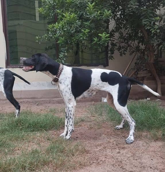 English Pointer pair  pedigree parents imported bloodline 3