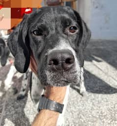 English Pointer pair  pedigree parents imported bloodline 0