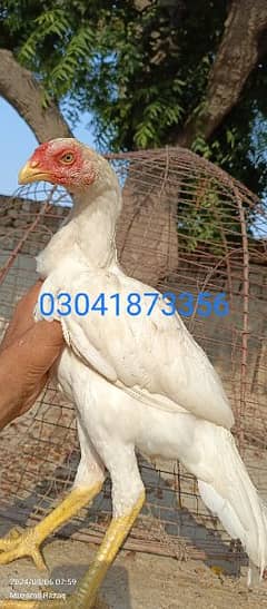 high quality aseel pathy & chicks 0