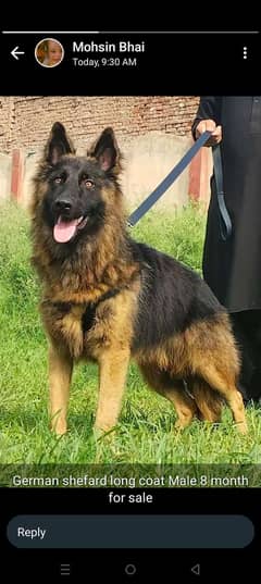 German shepherd Long coat full security male available for sale