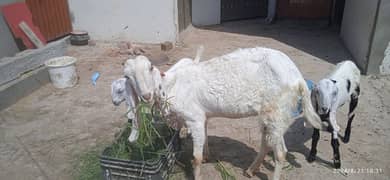 Loylpuri goat 0