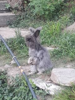 English angora male and female for sale (Exchange possible with pets)