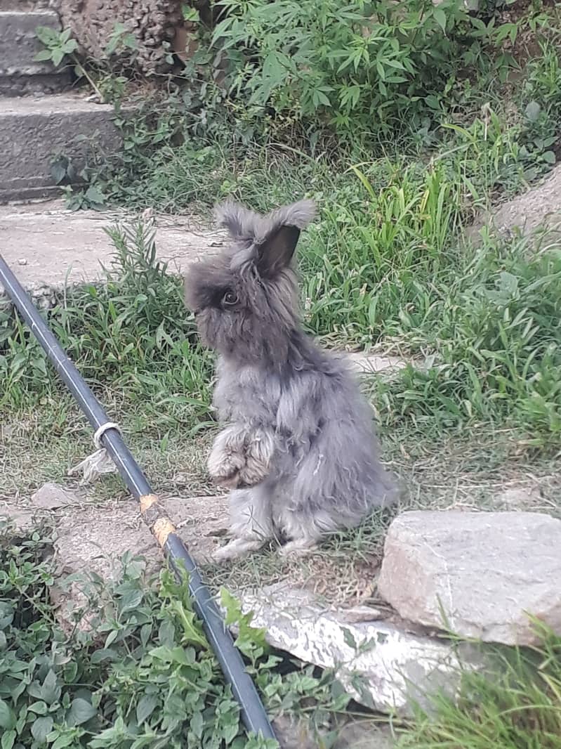 English angora male and female for sale 0