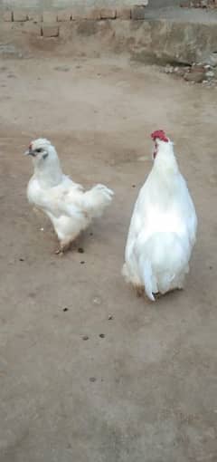 fully white mini Hens pair call 03185144962