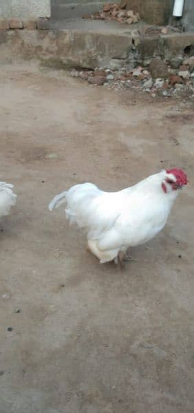 fully white mini Hens pair call 03185144962 2