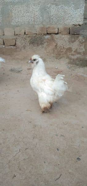 fully white mini Hens pair call 03185144962 3