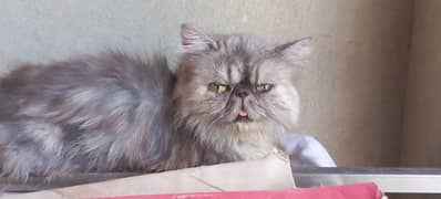 peke breeder female cat