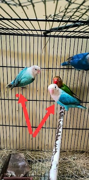 7 piece of love birds on reasonable price single pair available 4