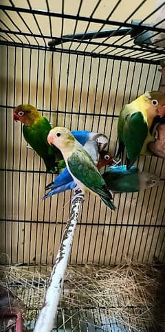 7 piece of love birds on reasonable price single pair available 0