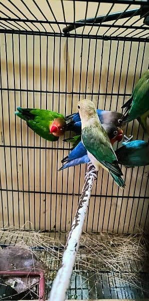 7 piece of love birds on reasonable price single pair available 8