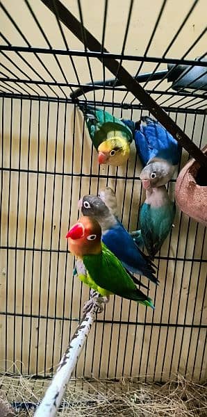 7 piece of love birds on reasonable price single pair available 12