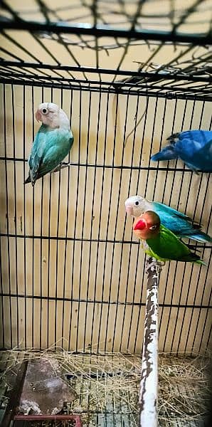 7 piece of love birds on reasonable price single pair available 16